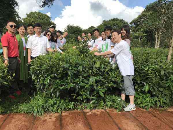 普洱茶与野生菌的独特搭配：口感、营养与健全解析