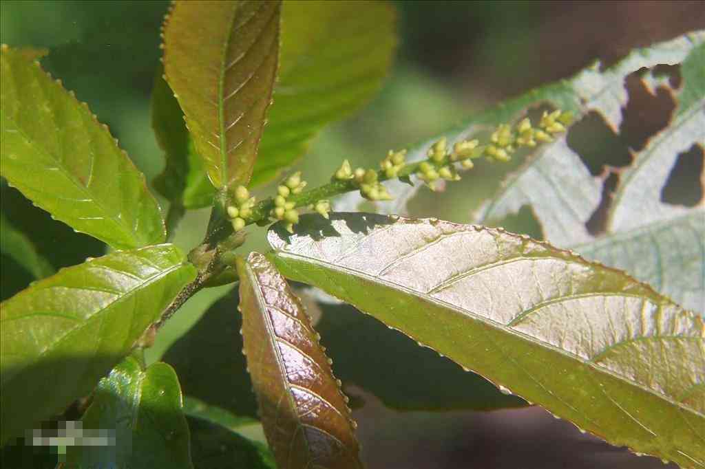 普洱茶现今归属