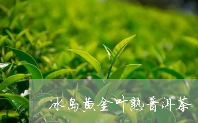 普洱金叶茶业官网、招聘、地址、电话及冰岛信息