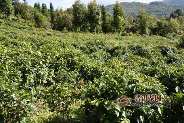 普洱茶金字招牌：古树茶香，醇厚口感，健之选