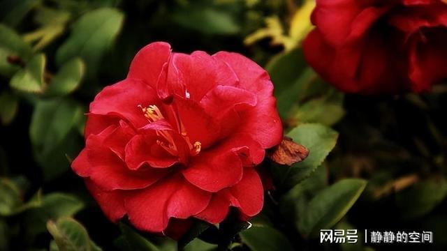 乌龙茶茶花的颜色、香气、花语和花色是什么？