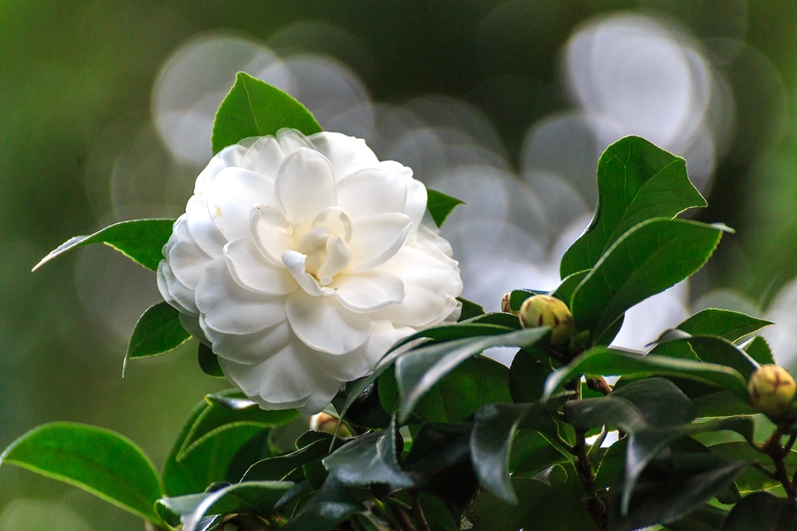 乌龙茶茶花的颜色、香气、花语和花色是什么？