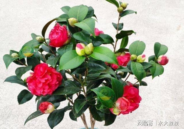 乌龙茶茶花的颜色、香气、花语和花色是什么？