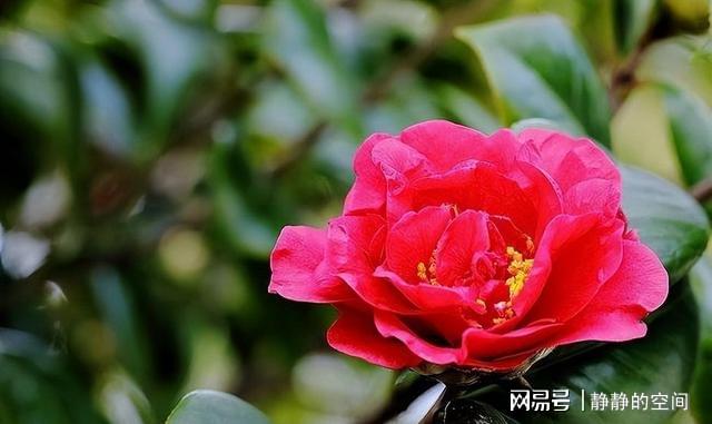 乌龙茶茶花的颜色、香气、花语和花色是什么？