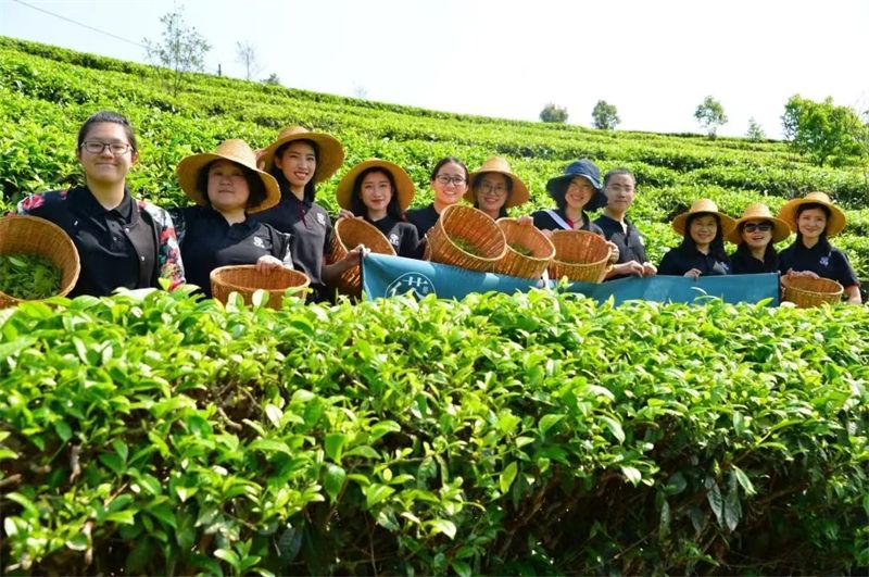 新 普洱茶爱好者的味蕾之旅：探索懂过普洱茶味道的秘密