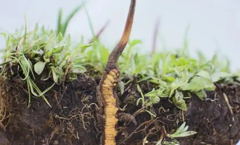 普洱生茶制作过程详解：烘干与阴干的比较及选择建议