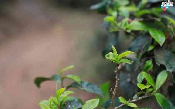 布朗山原生态熟普洱茶：古树韵味，醇厚回的秘密