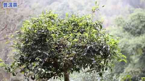 布朗山原生态熟普洱茶：古树韵味，醇厚回的秘密