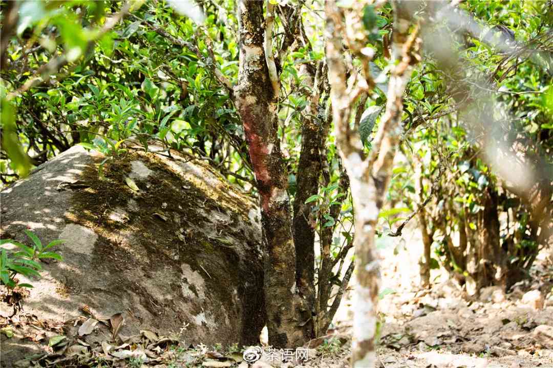 布朗山原生态熟普洱茶：古树韵味，醇厚回的秘密