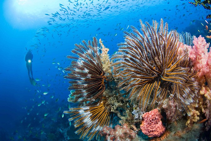 凤凰琉璃海：探索神秘的海洋世界、欣绚丽的珊瑚礁以及了解独特的海洋生物