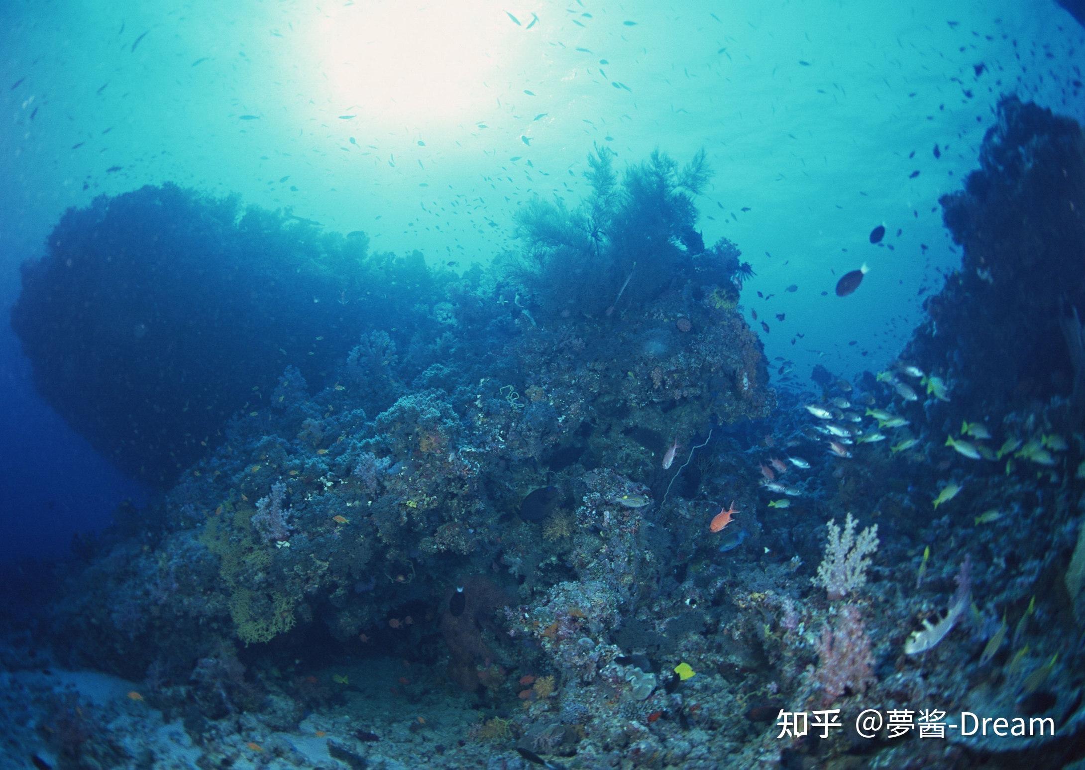 凤凰琉璃海：探索神秘的海洋世界、欣绚丽的珊瑚礁以及了解独特的海洋生物