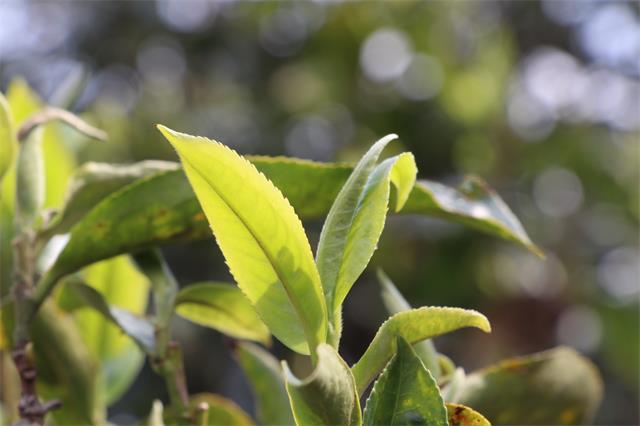 马脖子村纯正普洱茶：古树茶香，滋味醇厚的山野韵味