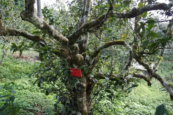 马脖子村纯正普洱茶：古树茶香，滋味醇厚的山野韵味