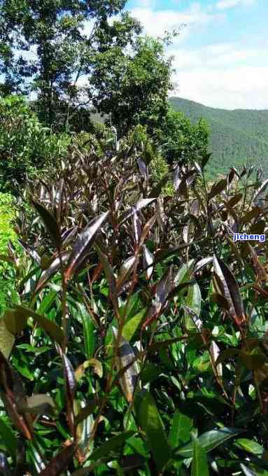 龙润普洱茶紫娟：品种、产地、口感、功效与泡法全面解析