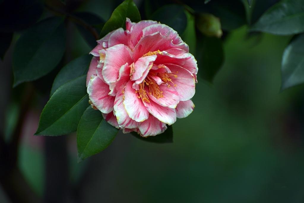 宋代玉童子持莲骑鹿攀花枝的鉴别方法与宋朝莲花童子玉的关系