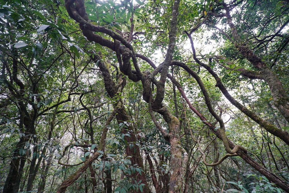 云南雨林茶区普洱茶品鉴指南：价格区间与品质对比