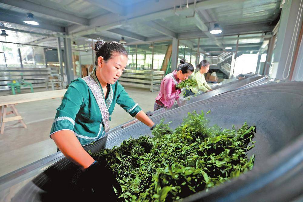 马鞍山普洱茶生产核心基地：传承古树茶文化，打造绿色食品标杆