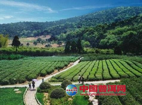 马鞍山普洱茶生产核心基地：传承古树茶文化，打造绿色食品标杆