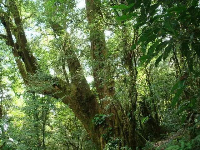 马鞍山普洱茶生产核心基地：传承古树茶文化，打造绿色食品标杆