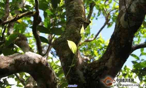 洱古树茶：独特风味、醇厚口感和悠久历