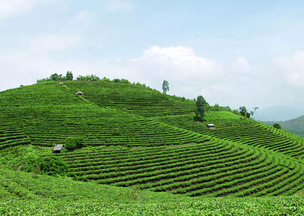 帕莎普洱茶山：探索云南古茶园的魅力与文化，品尝世界茶叶极品