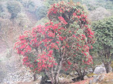 普洱茶大雪山：特点、产地与价格，探究其排名及产区