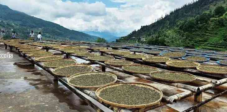 直播探索：品味普洱茶的魅力与其制作工艺