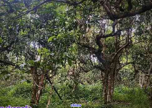 普洱茶永明：品味古树韵味，探索野性普洱的魅力与功效