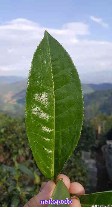 云南大叶种普洱茶：新叶片的醇厚口感与独特风味