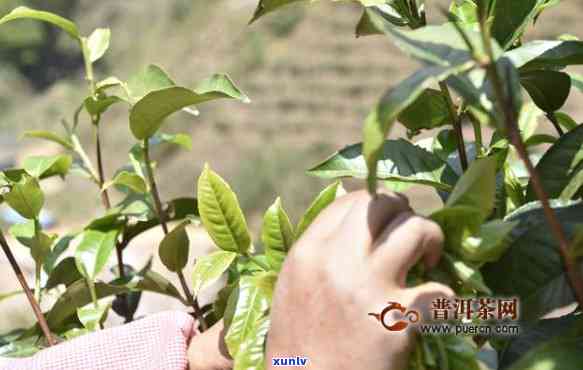 云南大叶种普洱茶：新叶片的醇厚口感与独特风味