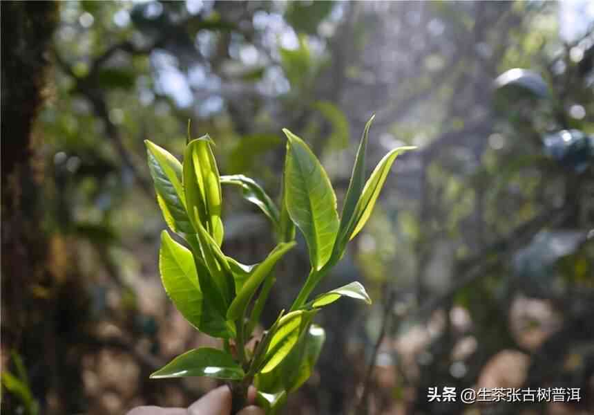 云南大叶种普洱茶：新叶片的醇厚口感与独特风味