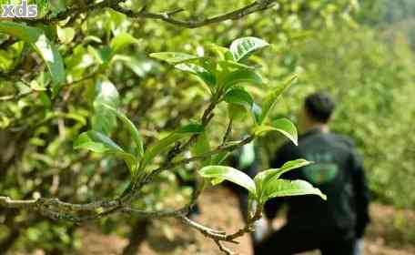 云南大叶种普洱茶：新叶片的醇厚口感与独特风味