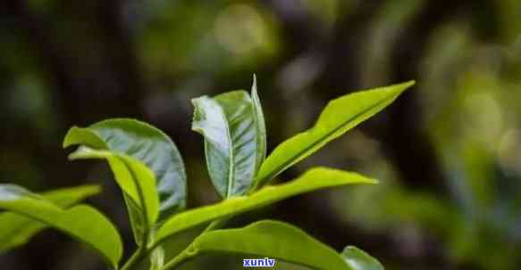 云南大叶种普洱茶：新叶片的醇厚口感与独特风味