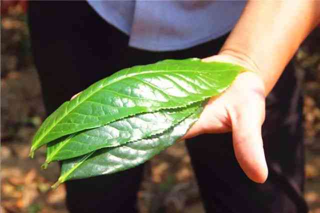 云南大叶种普洱茶：新叶片的醇厚口感与独特风味