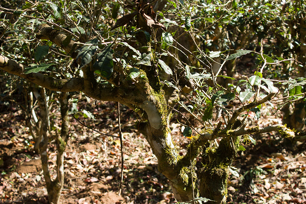 云南原产地普洱茶：探寻古树茶的文化与历