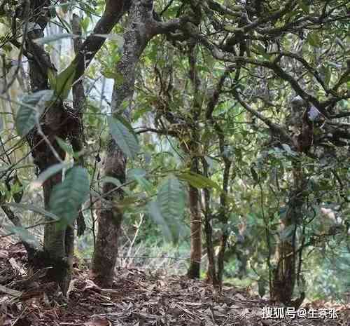 2021年度布朗山原生态普洱茶：古树之韵，年份之美