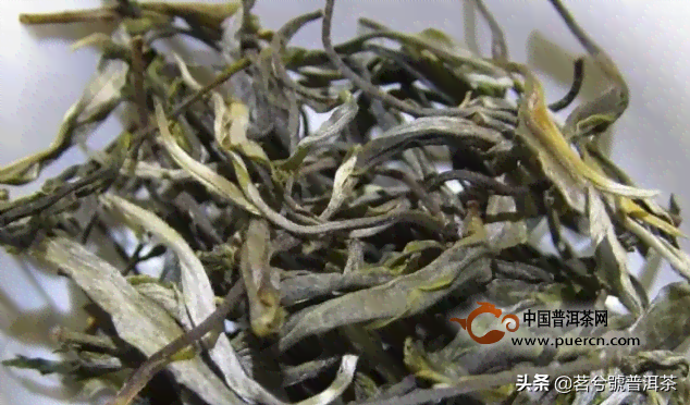 冰岛普洱散茶500克价格及泡法：黑条索饼茶还是散茶好？