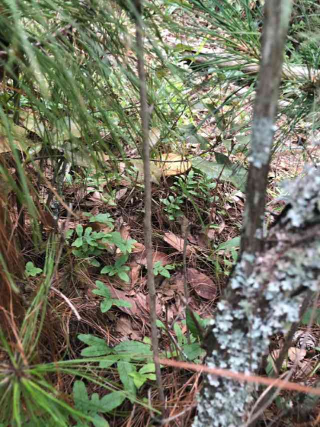 景谷哪个茶区普洱出名好？景谷普洱茶口感特征和档次分析