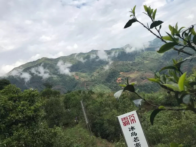 大都冰岛普洱茶