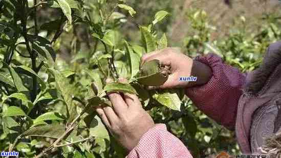 普洱茶采摘月份及其品质特点：哪个月份的普洱茶更好？