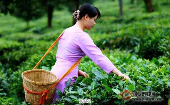 普洱茶采摘月份及其品质特点：哪个月份的普洱茶更好？