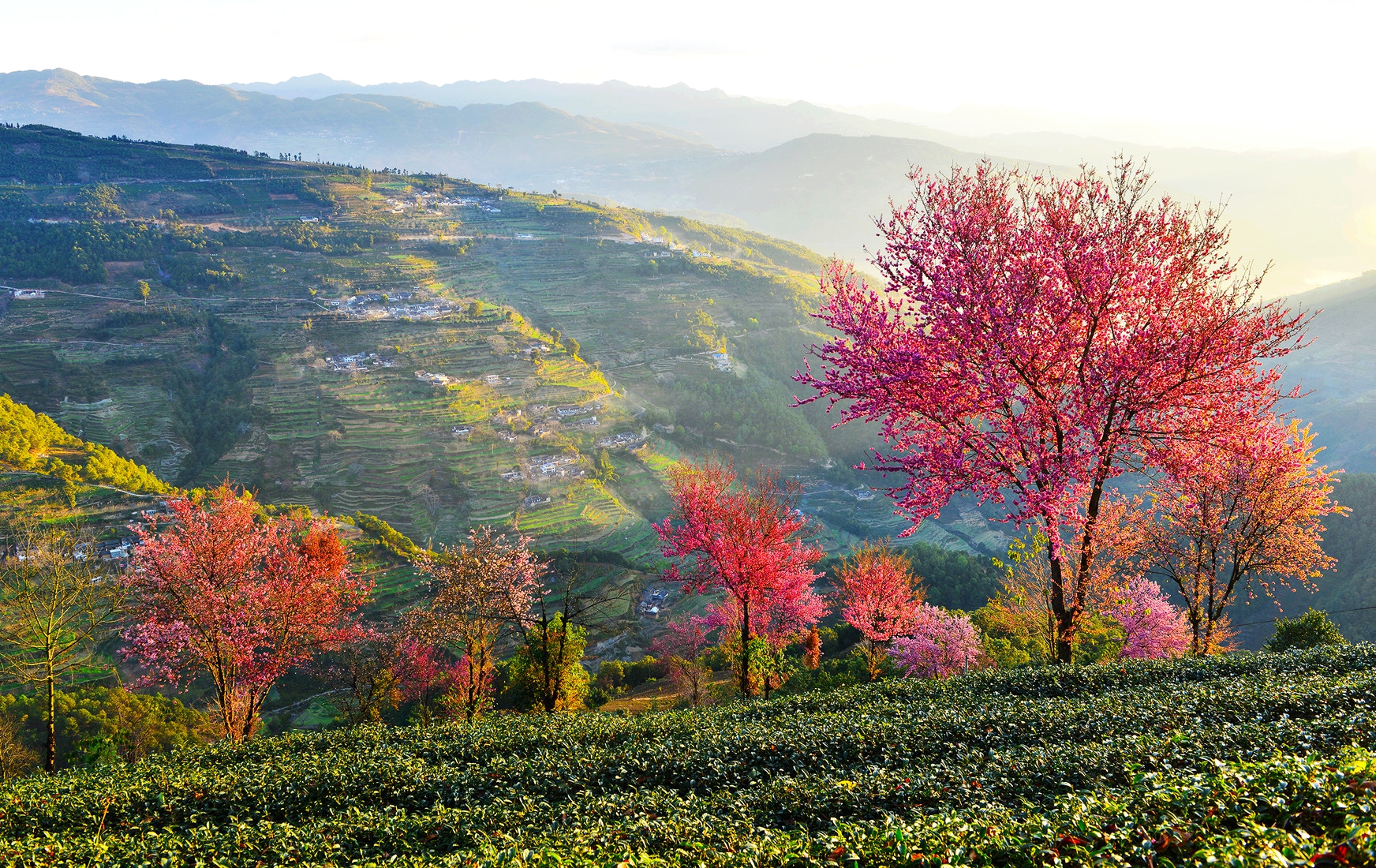 普洱茶五月中旬