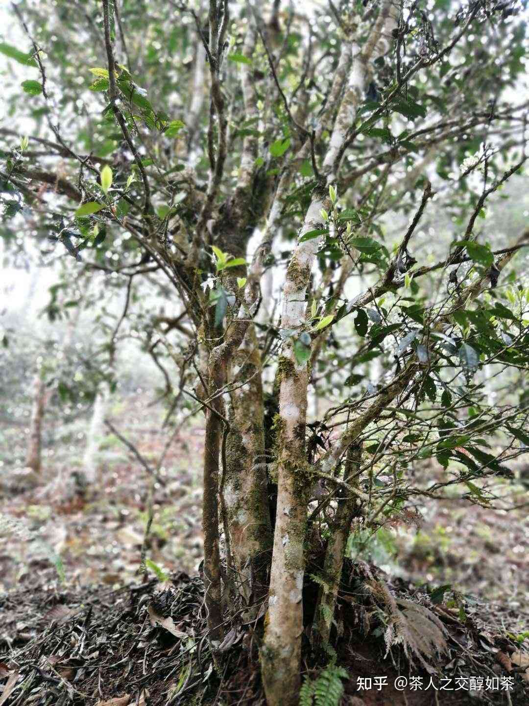 云南普洱茶曼松产区：探寻古树茶的魅力与传承