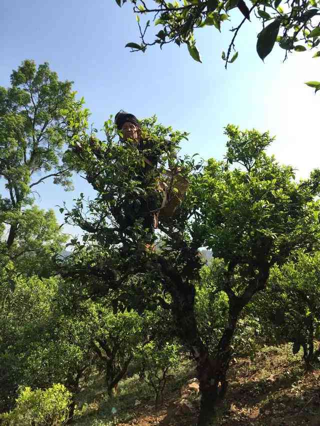 马普洱古树茶价格表及临沧马古树茶特点与文化