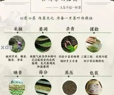 一级上品普洱茶：品种、制作工艺、口感及选购指南，一篇全面解答您的疑问