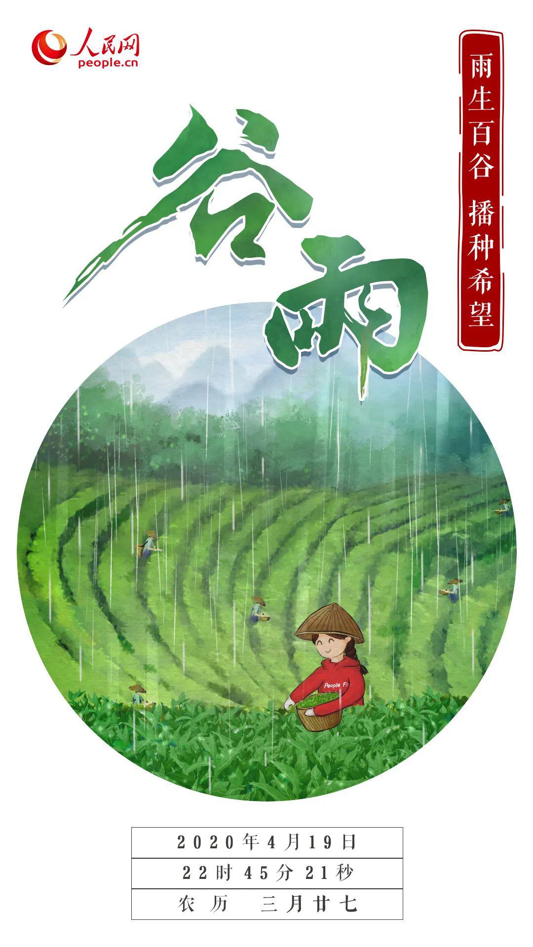 雨生百谷普洱茶