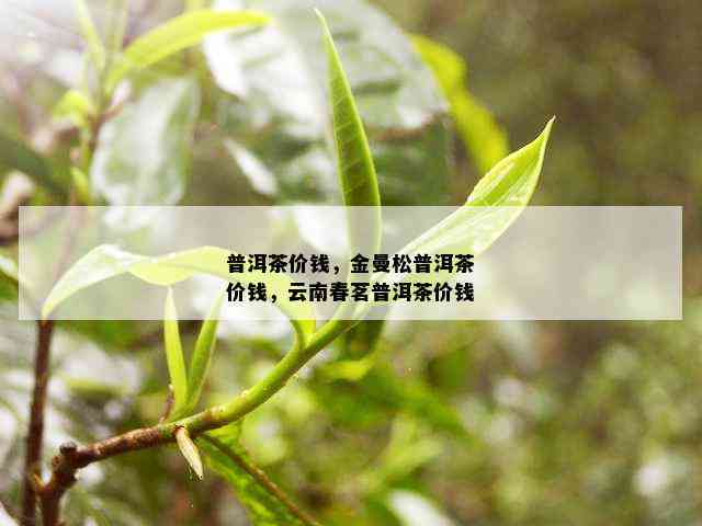 金曼松普洱茶-优质茶叶的价格和购买指南