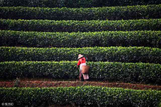 迷帝普洱茶春茶