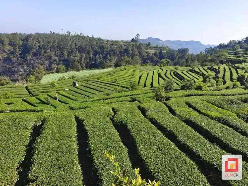 从茶园到茶杯：探索景迈山普洱茶的全貌与品鉴之道