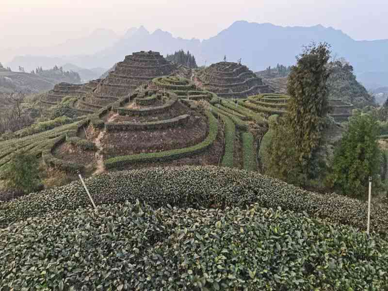 鹿鸣茶业：纯正口感，健生活，专业品质